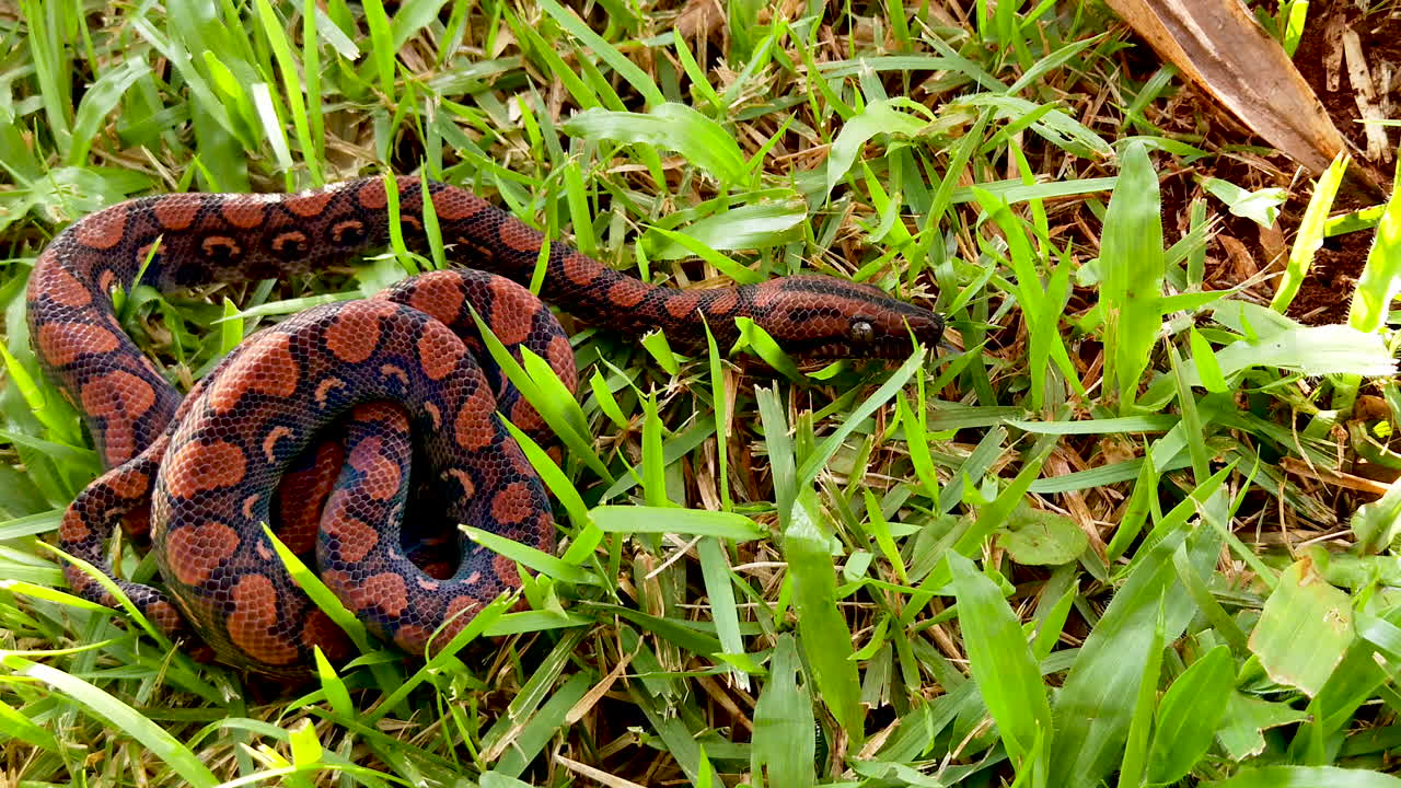 Epicrates cenchria is a boa species endemic to Central and South America