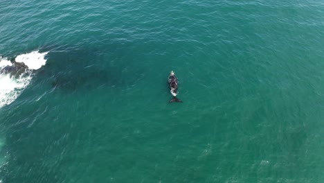 aerial view of a whale