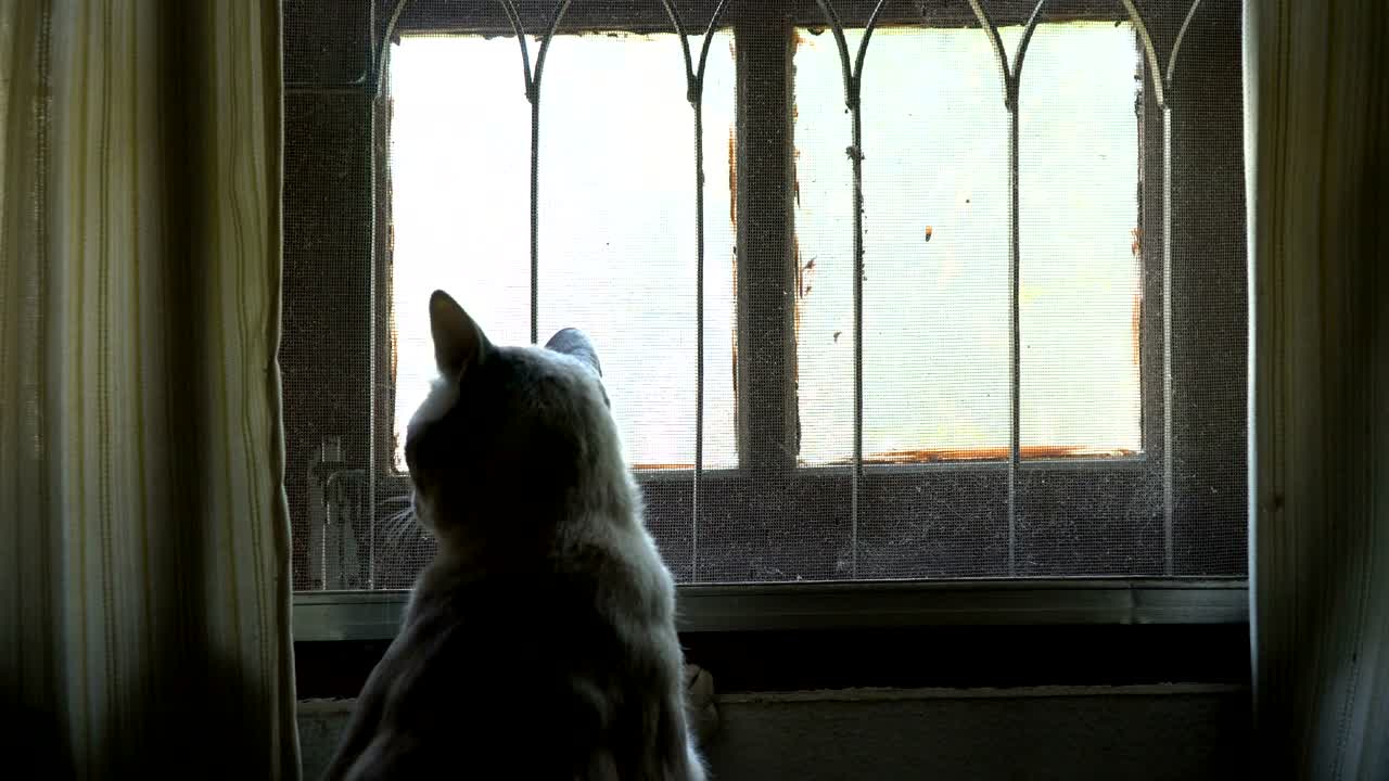 창밖을 바라보는 고양이
