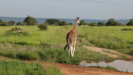 A-giraffe-walking-over-grassland-near-a-large-puddle-of-water-in-Uganda,-Africa