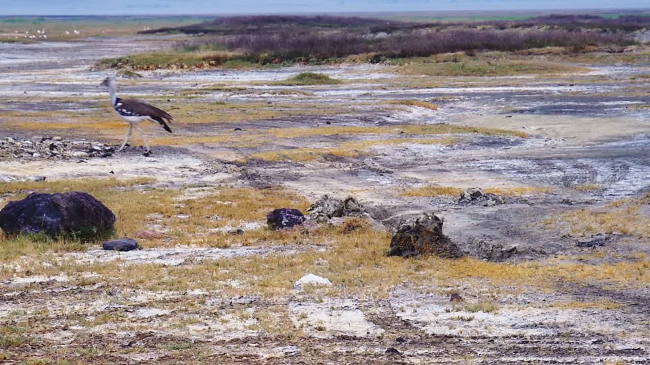 Ripresa a mano al rallentatore di un'otarda kori solitaria che vaga per le pianure della savana del Cratere di Ngorongoro, Tanzania, Africa, mostrando l'avifauna selvatica nel suo habitat naturale.