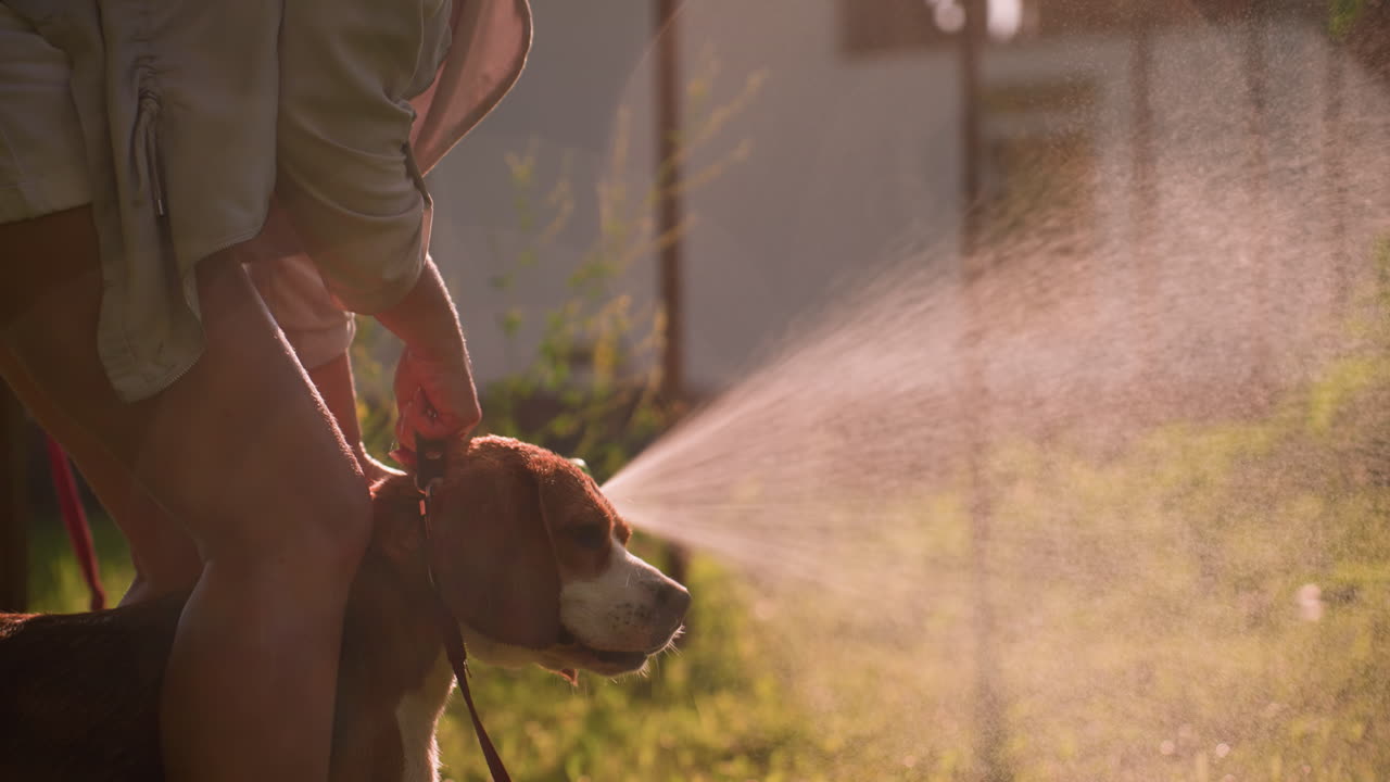 Close-up of hand holding water hose spraying stream of water outdoors, dog standing between legs enjoying water spray, creating refreshing atmosphere with sunlight reflecting off droplets