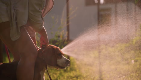 close-up of hand holding water hose spraying stream of water outdoors, dog standing between legs enjoying water spray, creating refreshing atmosphere with sunlight reflecting off droplets