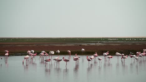 flamingos stand on stilted legs in wetlands with sweeping view of shrubbery behind