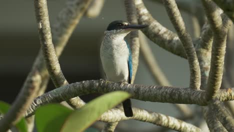 Martín-Pescador-De-Cuello-Posado-En-La-Rama-Del-árbol-De-Plumeria---Todiramphus-Chloris-También-Conocido-Como-El-Martín-Pescador-De-Cuello-Blanco,-El-Martín-Pescador-Enmascarado-Negro-O-El-Martín-Pescador-De-Manglar---Primer-Plano