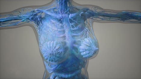 model-showing-anatomy-of-human-body-illustration