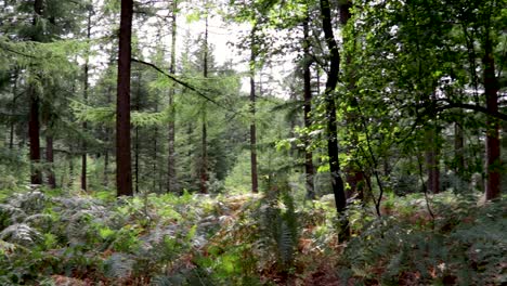 beautiful and peaceful left to right forest view