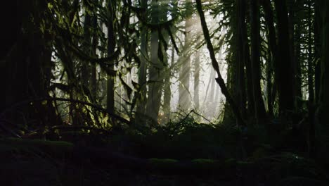 Eine-Neigung-Nach-Oben,-Um-Lichtstrahlen-In-Einem-Dunklen-Wald-Zu-Enthüllen