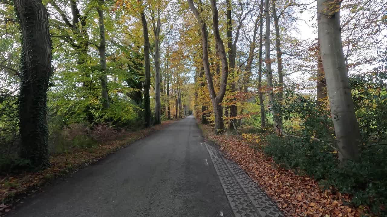 Immagine di una strada nella foresta.