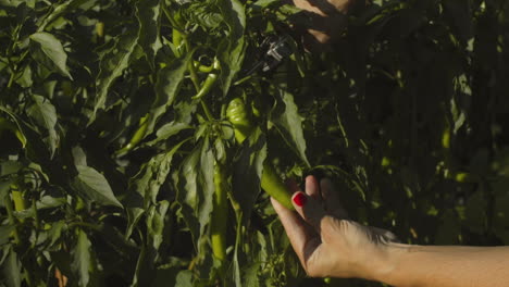 hand clips ripe green chili pepper from vine