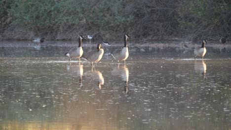 geese eating in the morning light of arizona