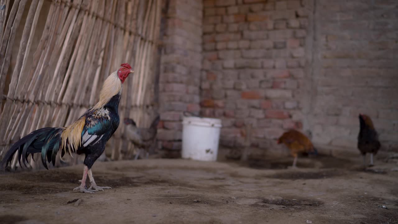 Majestic Rooster in Rural Punjab Farmyard and Chicken Coop