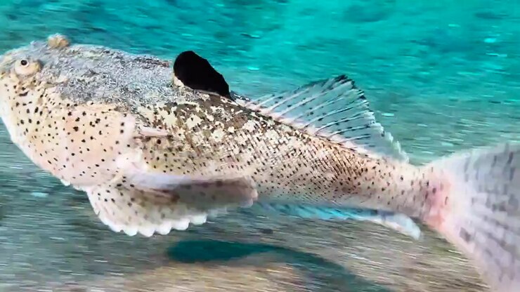 Uranoscopus scaber nuota vicino al fondale oceanico e scava per tendere agguati alle prede. La lunga lingua usata durante la caccia appare brevemente. Ripreso durante il giorno
