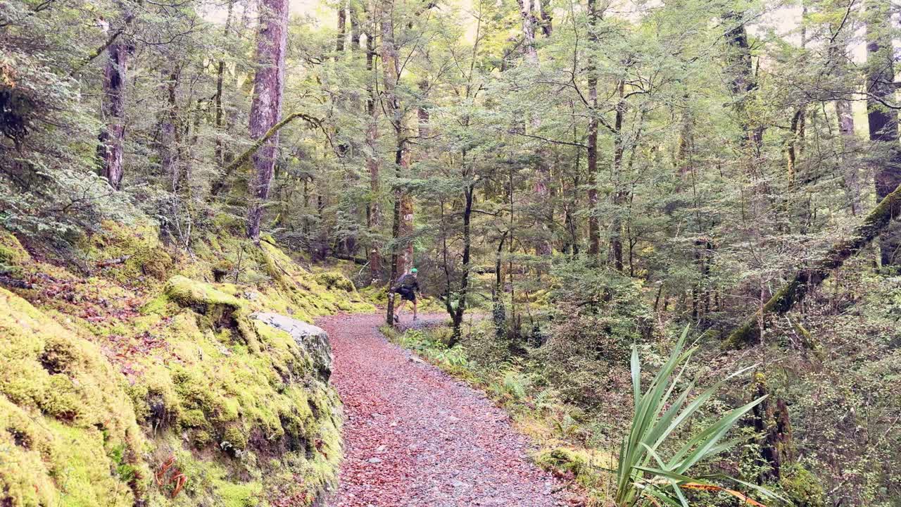 Person walks on winding forest path, lush greenery, soft daylight, smooth forward camera movement