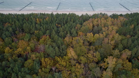 Vista-Aérea-De-Un-Denso-Bosque-De-Colores-Otoñales-Adyacente-A-Una-Playa-De-Arena-Y-Un-Mar-En-Calma