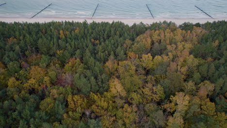 aerial view of a dense, autumn-colored forest adjacent to a sandy beach and calm sea