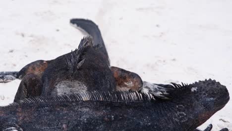 Beautiful-black-Marine-Iguana-on-clear-white-sand---Close-up