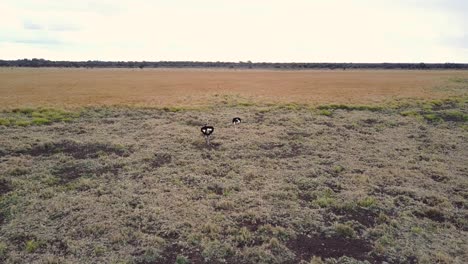 Two-ostriches-walking-through-dry-golden-and-green-grasslands,-AERIAL