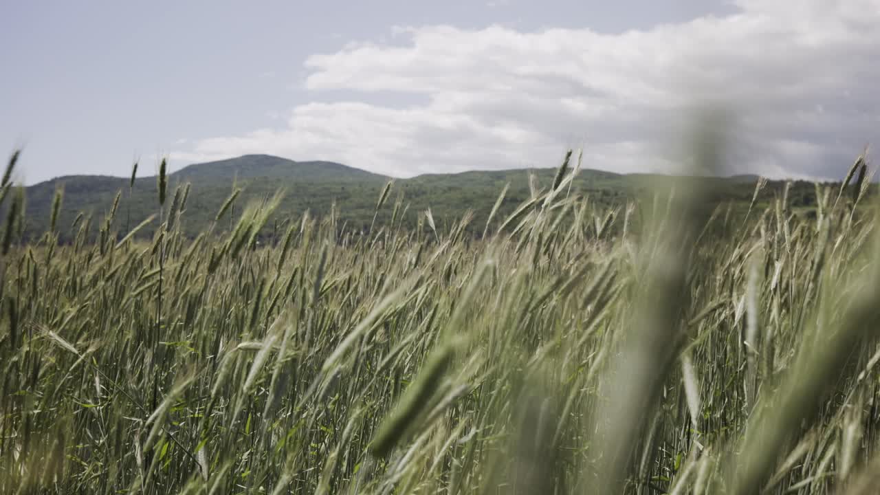 trigo verde sin madurar balanceándose en un día ventoso en charlevoix