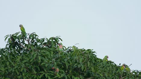 Un-Individuo-Enfocado-En-La-Copa-Del-árbol-Mientras-Otros-Se-Ven-Descansando-Mientras-La-Cámara-Hace-Zoom,-Periquito-De-Pecho-Rojo-Psittacula-Alexandri,-Tailandia