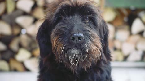 a black giant schnauzer dog sitting in front of firewood looking at the camera while breathing out a cloudy breath into freezing air, close up