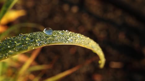 Der-Morgentau-Auf-Dem-Wilden-Grashalm-Nach-Dem-Regen