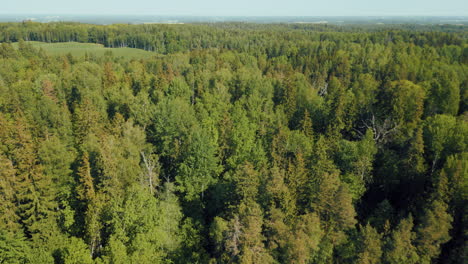 bosques verdes de letonia en el mes de mayo