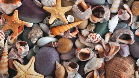 fondo móvil y textura de conchas y piedras.