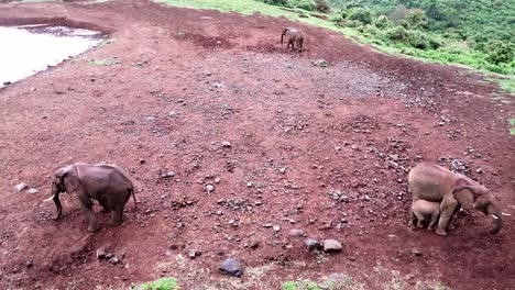 African-elephants-spread-over-red-dirt-close-to-waterhole,-Aberdare-National-Park