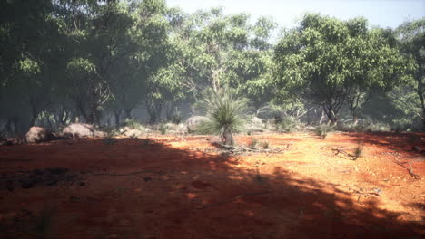 Camino-De-Tierra-A-Través-Del-Bosque-De-Angophora-Y-Eucalipto