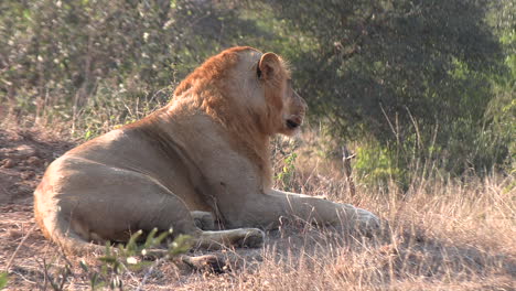 Young-male-lion-profile-side-view-laying-down-on-dirt-slope,-blurred-background