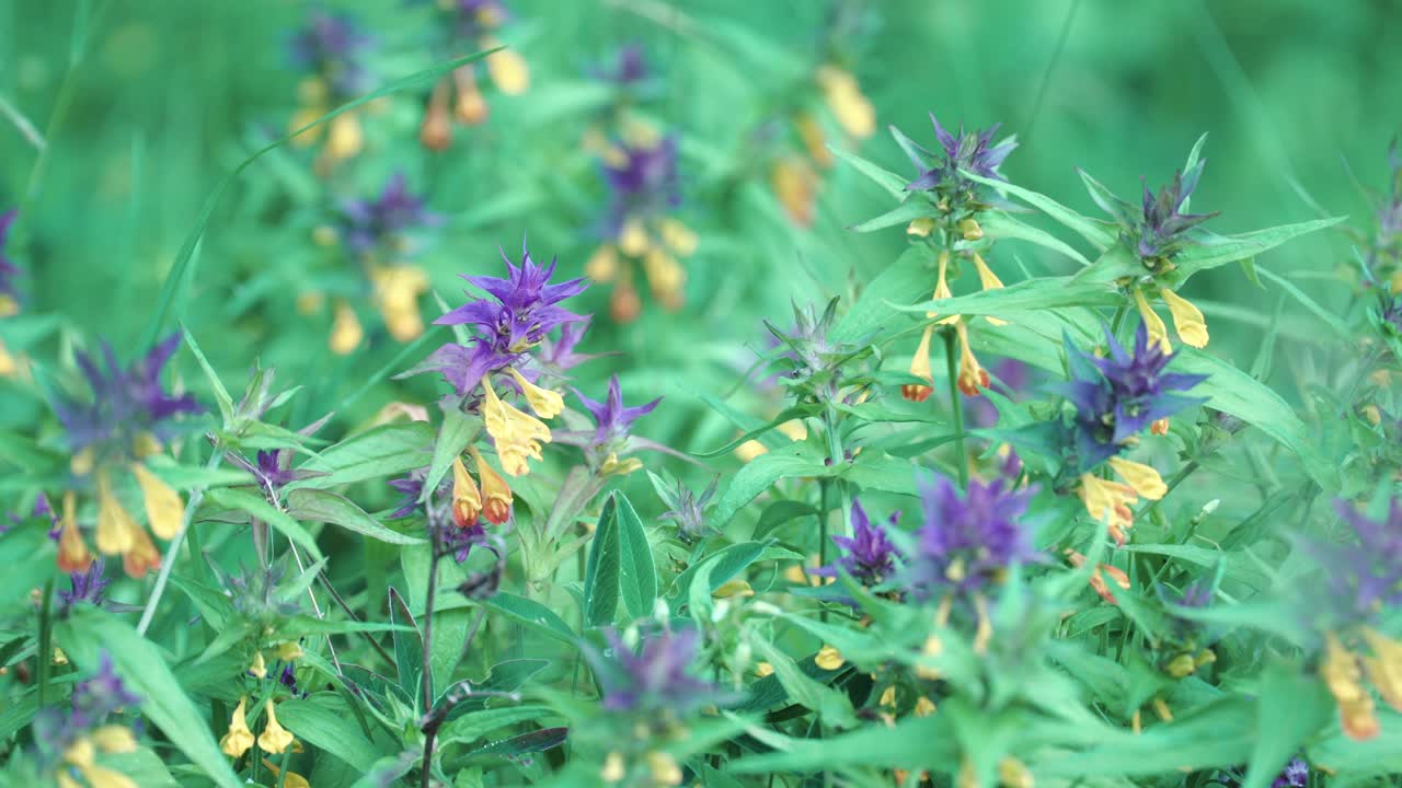 flores púrpuras y amarillas en un prado