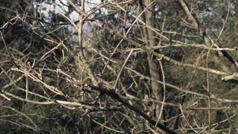 tree branches blowing in the wind in rivington, england