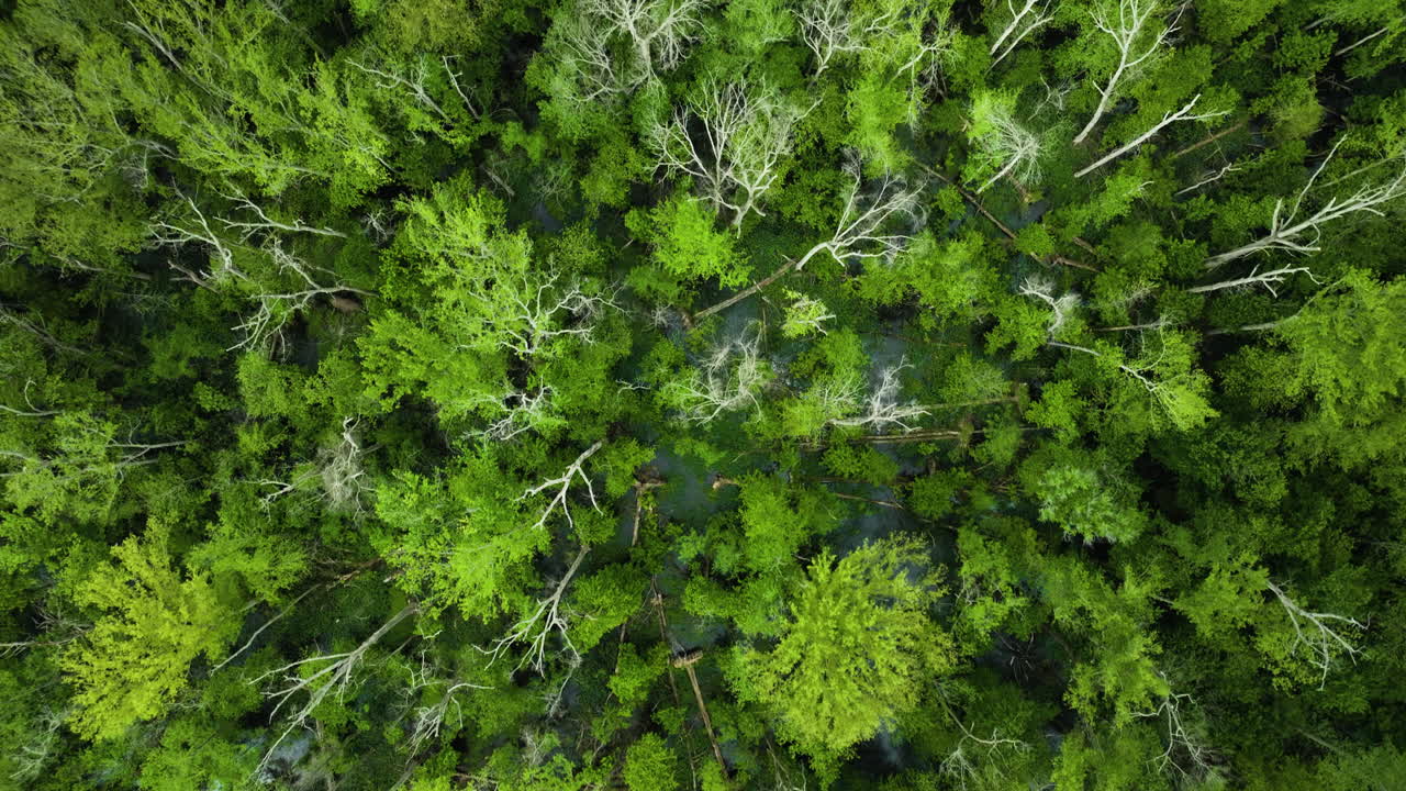 Above View Of Tree Swamp Forest In Big Cypress Tree State Park, Weakley County, Tennessee, USA