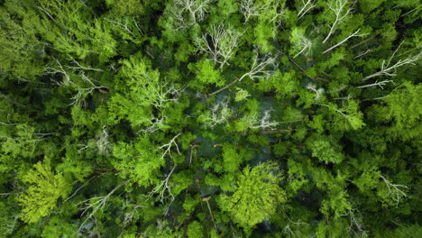 vista superior del bosque pantanoso de árboles en el parque estatal big cypress tree, condado de weakley, tennessee, estados unidos