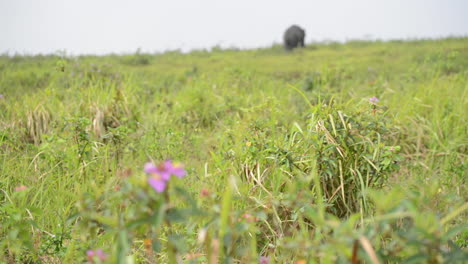 sumatran elephant grazes in the distance field, rack focus, flower in foreground