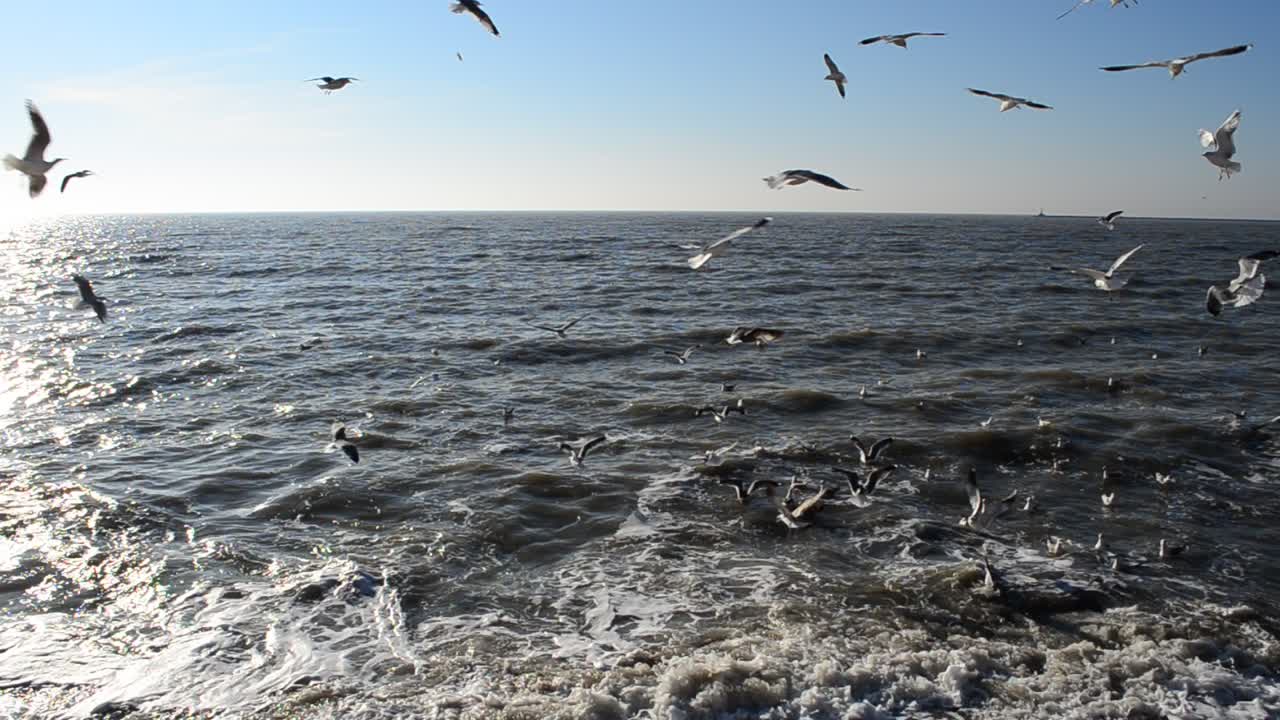水平線上のカモメ。海の風景