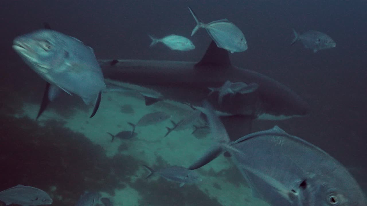 gran tiburón blanco carcharodon carcharias islas neptuno sur de australia cámara lenta 4k