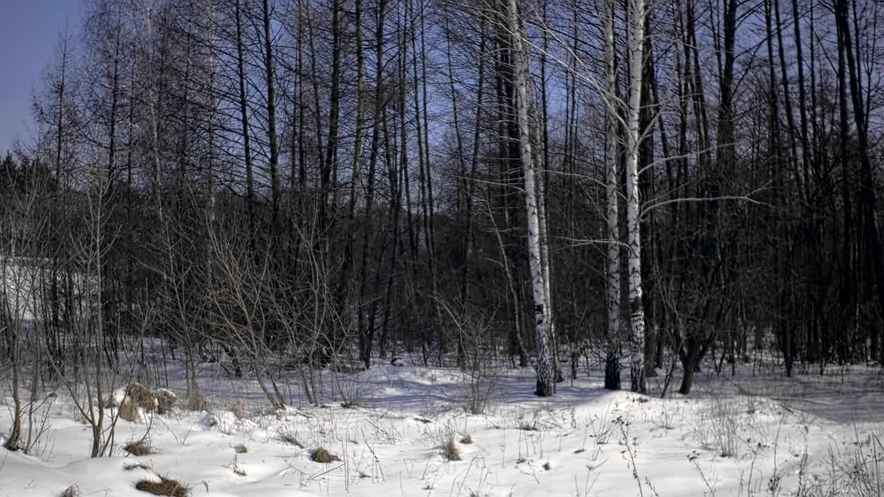 잔디 위의 눈, 나무 위의 풍경. 카메라가 천천히 하늘로 올라갑니다.