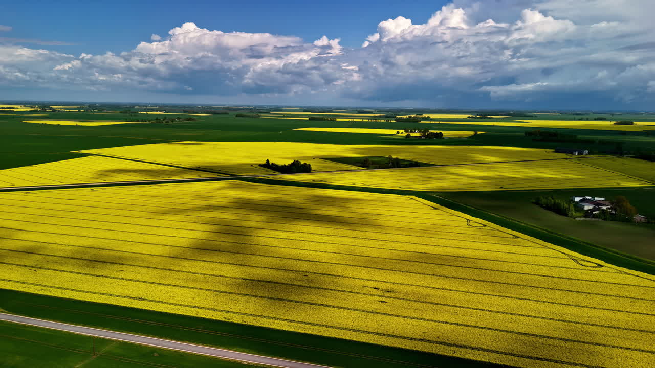 Aerial view of bright yellow rapeseed fields under a partly cloudy sky