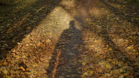 person's shadow on an autumn leaf-covered path