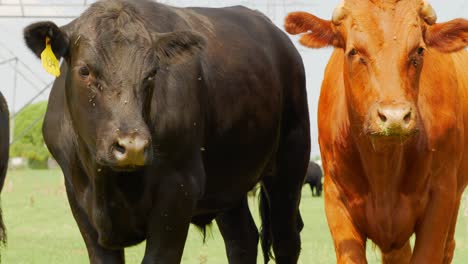 Black-cows-and-a-red-haired-ginger-cow-looking-directly-into-camera-as-flies-fly-around-them,-shot-widens,-they-look-away-then-back