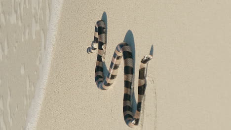 New-Caledonian-sea-krait-slithers-on-beach-towards-ocean