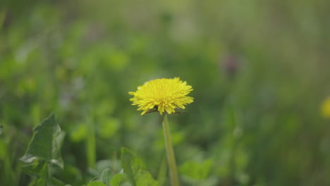 yellow dandelion in a field