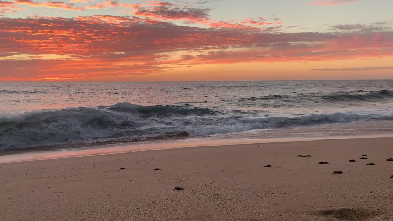 liberación de tortuga laúd, todos santos por los tortugueros sin fines de lucro