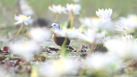 Pheasant-tailed-Jacana-feeding-with-chicks-feeding-in-water-lily-Flowers