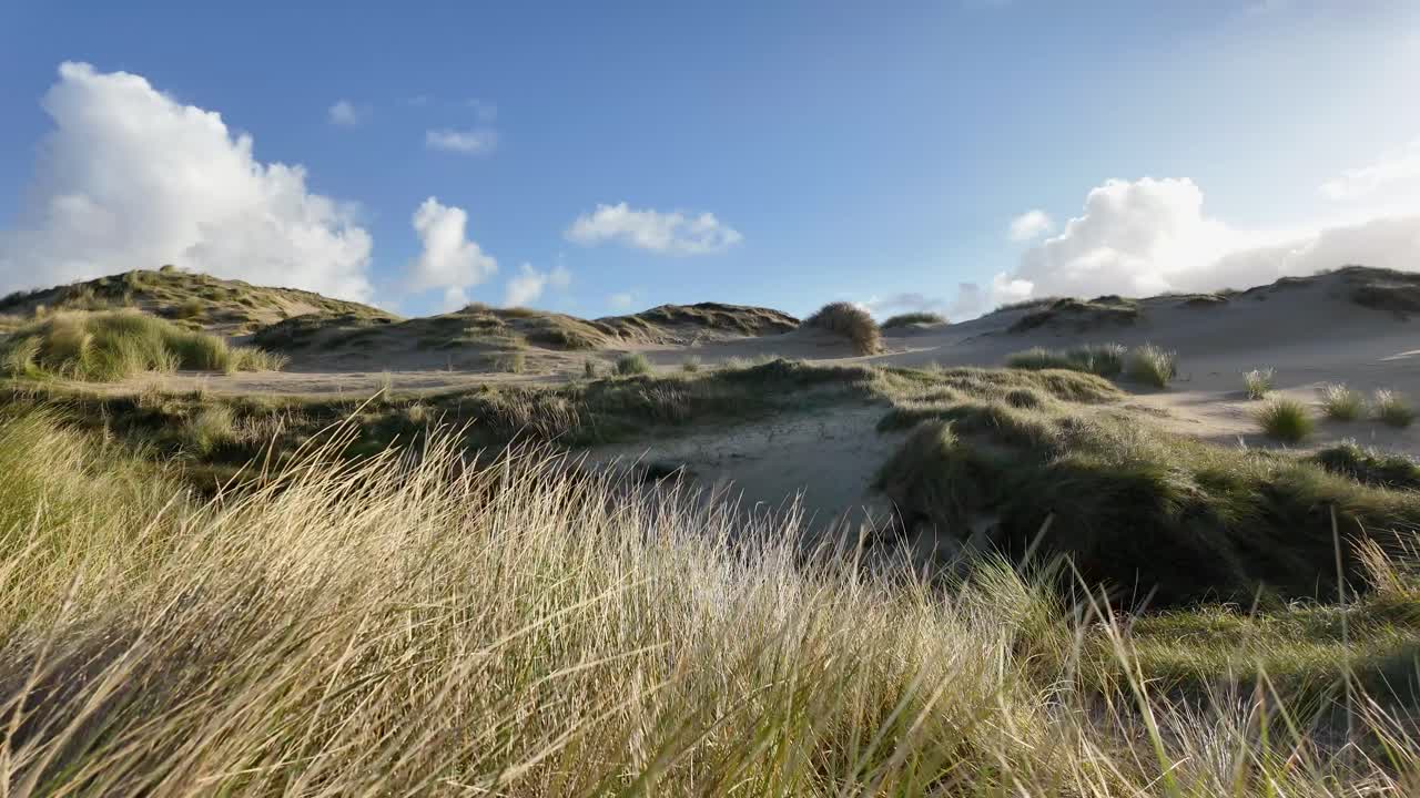 은 날에 암모필라로 인 모래 언덕의 오른쪽