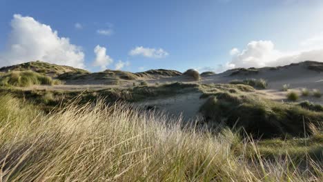 pan right shot of sand dunes covered with ammophila on sunny day