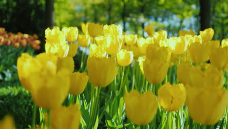 Gelbe-Tulpen-In-Einem-Frühlingsgarten