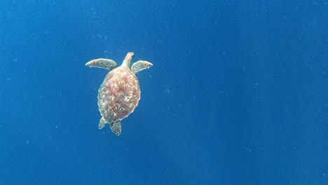 Beautiful view of sea green turtle swimming gracefully in the deep blue ocean and with the light of sun rays